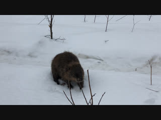 video by natalia barankova